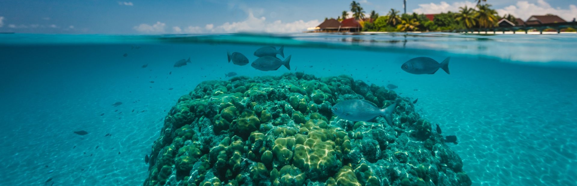 Accessible House Reef
